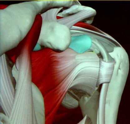 Фото плечевого сустава