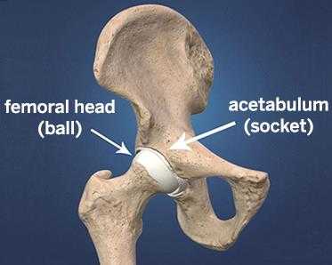 тазобедренный сустав