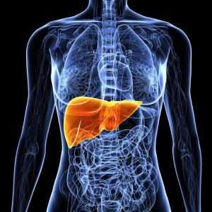 Дуплексное сканирование сосудов печени