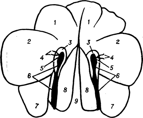 Рис. 1. Схема дакриоцистограммы здорового человека (в лобно-носовой проекции): 1 —лобные пазухи; 2 — орбиты; 3 — клетки решетчатого лабиринта; 4 — слезные канальцы; 5 — слезные мешки; 6 — слезно-носовые каналы; 7 — гайморовы пазухи; 8 — носовые ходы (слезные мешки и слезно-носовые каналы заполнены контрастным веществом).