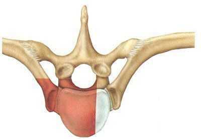 Схема переднебокового трансторакального доступа.