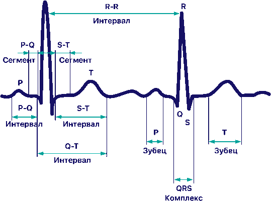 Контурный анализ ЭКГ: анализ сердечного ритма