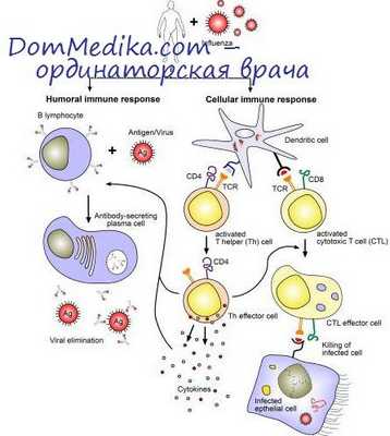 этапы апоптоза