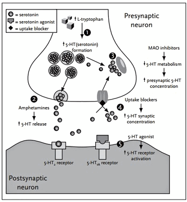Механизм развития серотонинового синдрома