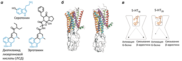 Молекулярные основы передачи сигнала серотониновыми рецепторами