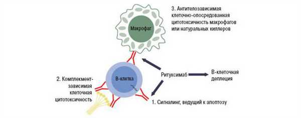 Механизм действия ритуксимаба