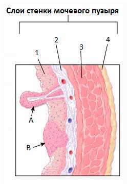 Слизистая оболочка