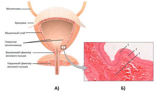 Мочевой пузырь