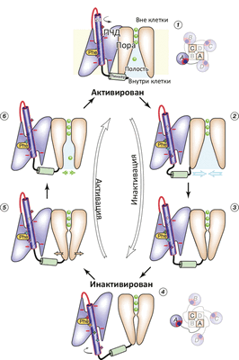 Схема работы потенциал-чувствительного K-канала