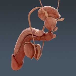 Строение полового члена фото сзади фото