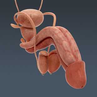 Строение полового члена, вид спереди фото