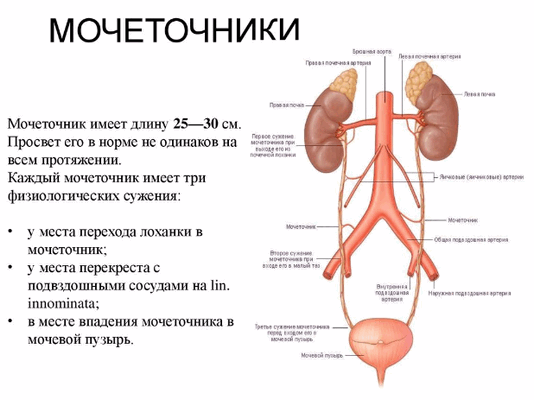 Мочеточники
