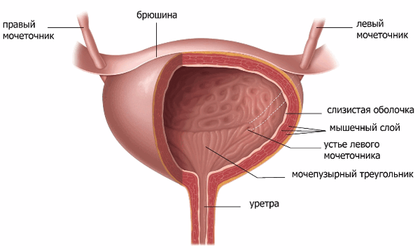 Мочевой пузырь