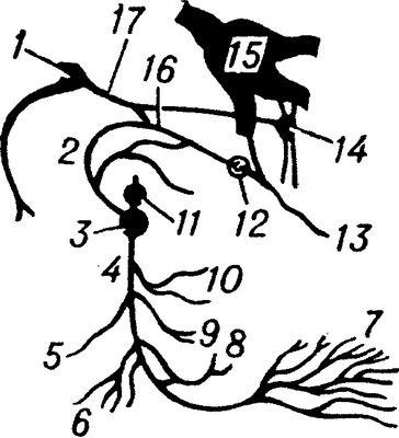 Рис. 2. Схема ветвления и связей языкоглоточного нерва: 1 — лицевой нерв; 2— барабанный нерв; 3— нижний ганглий языкоглоточного нерва;4 — языкоглоточный нерв; 5— ветвь шило-глоточноймышцы; 6— миндаликовые ветви; 7— язычные ветви; 8— глоточные ветви; 9— синусная ветвь; 10— соединительные ветви; 11— верхний ганглий языкоглоточного нерва; 12— ушной узел; 13 — ушно-височный нерв; 14— крылонебный узел; 15—тройничный узел; 16— малый каменистый нерв; 17— большой каменистый нерв.
