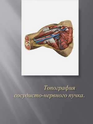  Топография сосудисто-нервного пучка. 