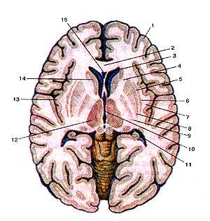 Базальные узлы