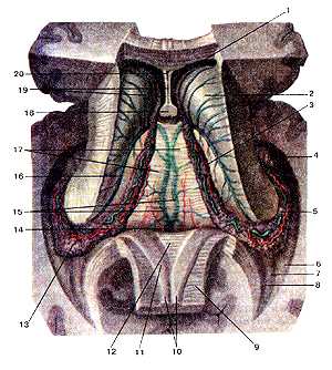 Боковые желудочки