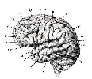 Верхне-латеральная поверхность полушария большого
