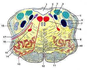 Продолговатый мозг