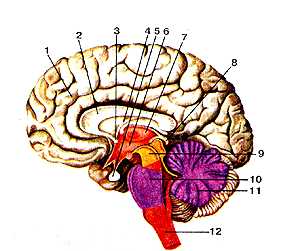 Головной мозг