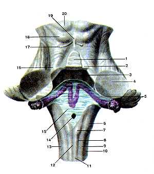 Четвертый желудочек