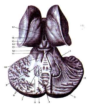 Мозжечок, средний мозг, промежуточный мозг