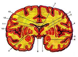 Базальныс узлы