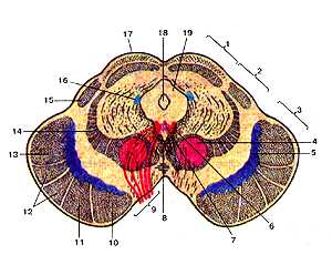 Средний мозr