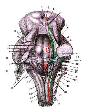 Ромбовидная ямка