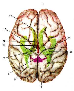 Большой мозг