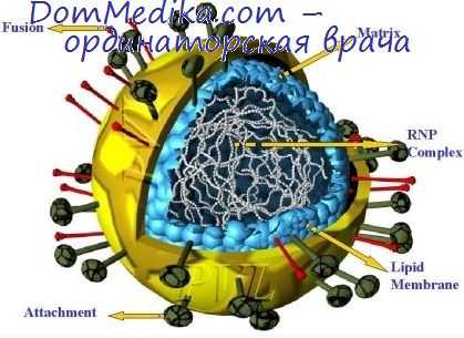 размножение рнк