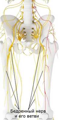 Ход и ветви бедренного нерва