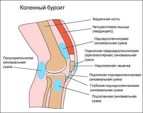 Бурсы колена