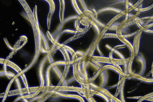 Виды трипаносомоза и их лечение в Москве