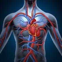 Ангиолог - кто это?