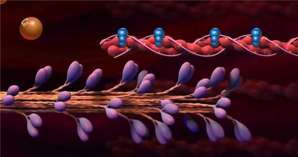 Взаимодействие актина и миозина