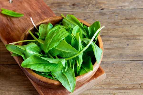 Щавель — вкусная зелень для здорового питания