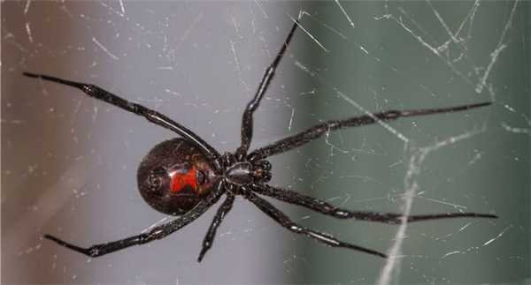 Паук Черная вдова 