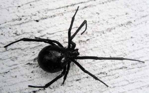 черный кракут