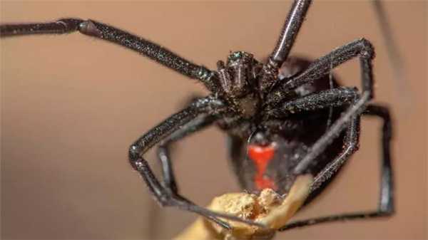 Паук Черная вдова 