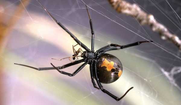 Фото: Черная вдова