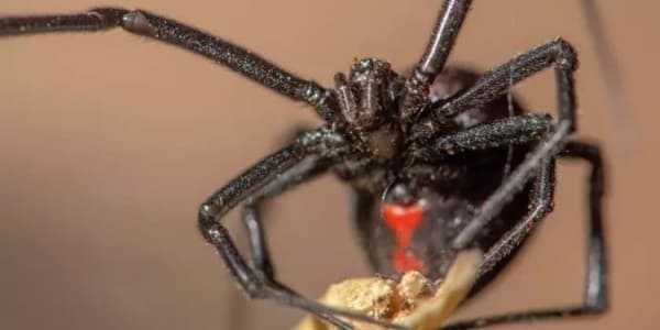 You are currently viewing Паук Черная вдова (Latrodectus)