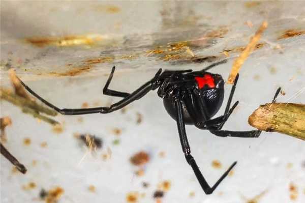Latrodectus mactans