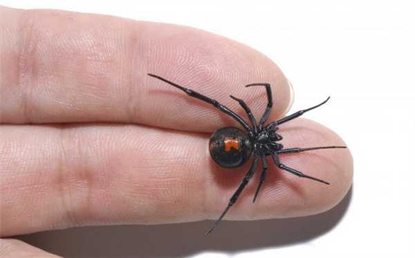 размер паука