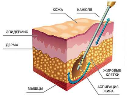 Анатомия жировых тканей