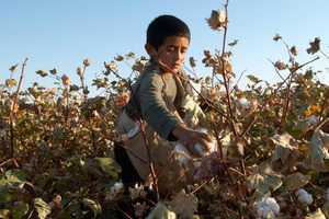 Белое золото рабов Как в Узбекистане собирают хлопок