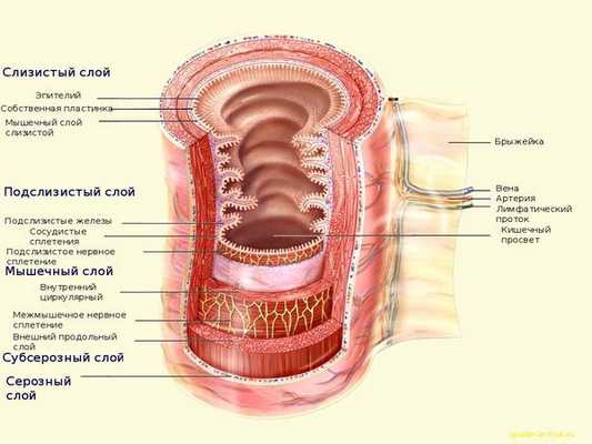 Строение прямой кишки