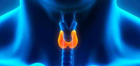 Щитовидная железа (расположение).