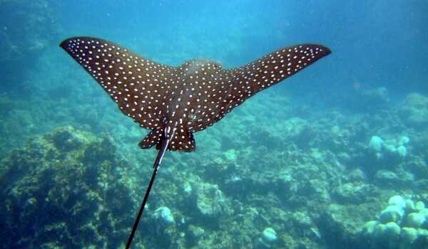 Фото: Мраморный электрический скат
