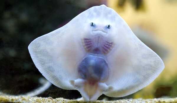 Фото: Как выглядит скат